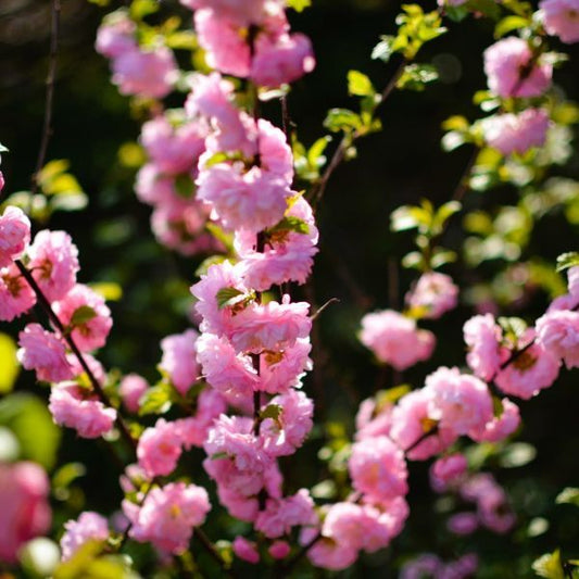 Profuse Double Pink Blossoms of Prunus glandulosa