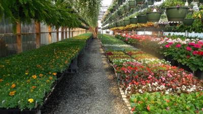 Greenhouse with rows of potted plants and flowers