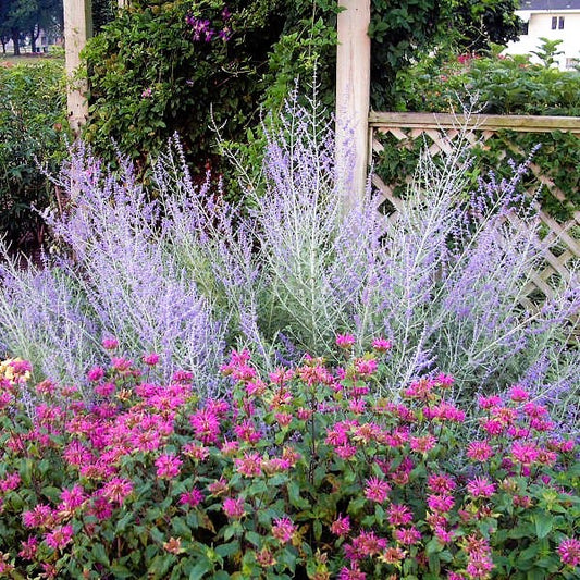 Russian Sage 'Little Spire'