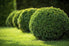 mature boxwoods on green lawn