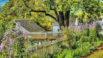 Garden scene with a wooden shed, fence, and trees with purple flowers.