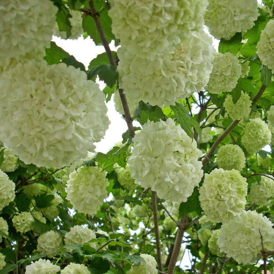 Close-up of Old Fashioned Snowball Viburnum's pure white ball-shaped flowers