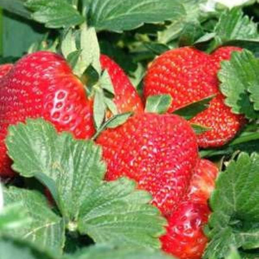 Close-up of Sweet Charlie Strawberry's large, firm strawberries perfect for fresh eating