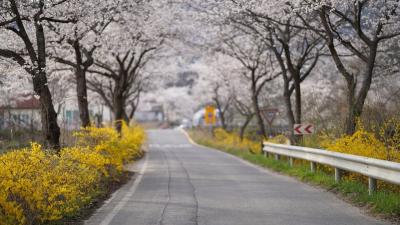 Road lined with cherry blossom trees and yellow flowers in bloom.