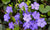 Close-up of purple flowers with green leaves