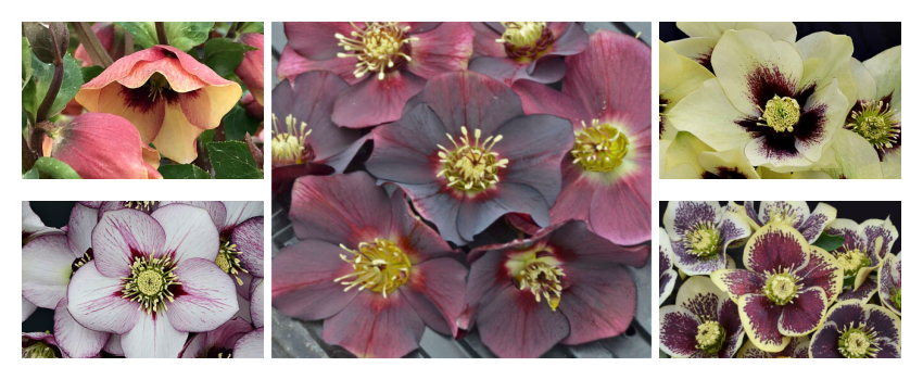 Hellebores Ready for Spring Shipping!