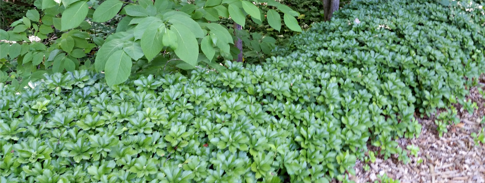 Pachysandra Ground Cover!