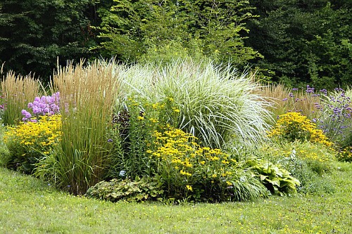 Ornamental Grasses! | Greenwood Nursery