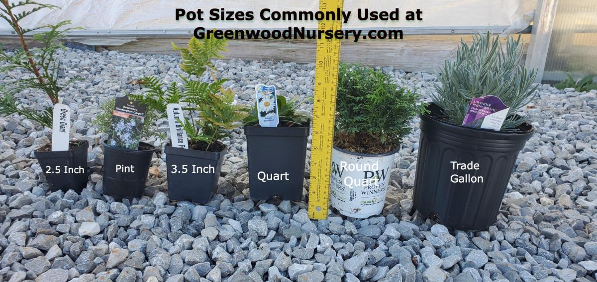 What Size Pot Do You Use at Ramiro Smith blog