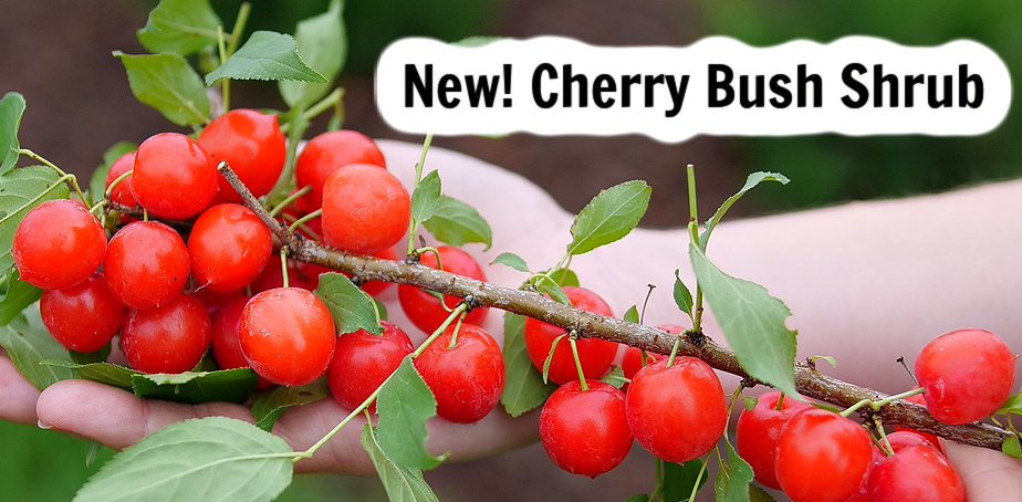 New Proven Winners Shrub! Fruiting Cherry Bush