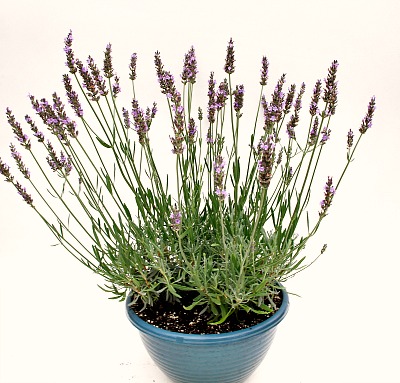 Sensational Lavender in Bloom 