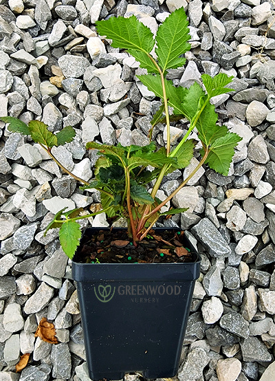 arapaho blackberry plant grow by tissue culture 