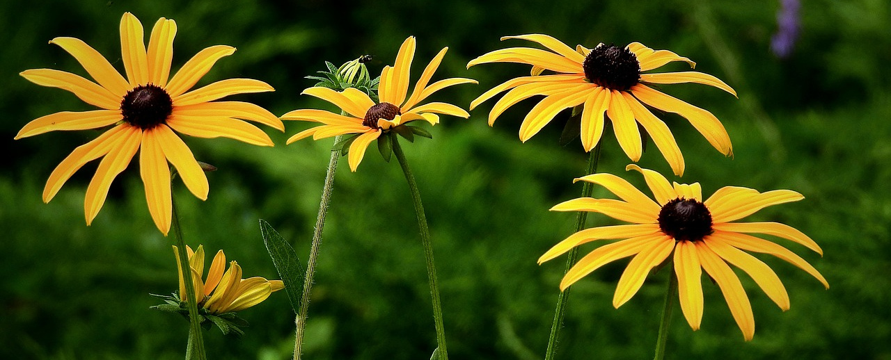 5 Summer Sun Lovers to Plant and Enjoy Now!