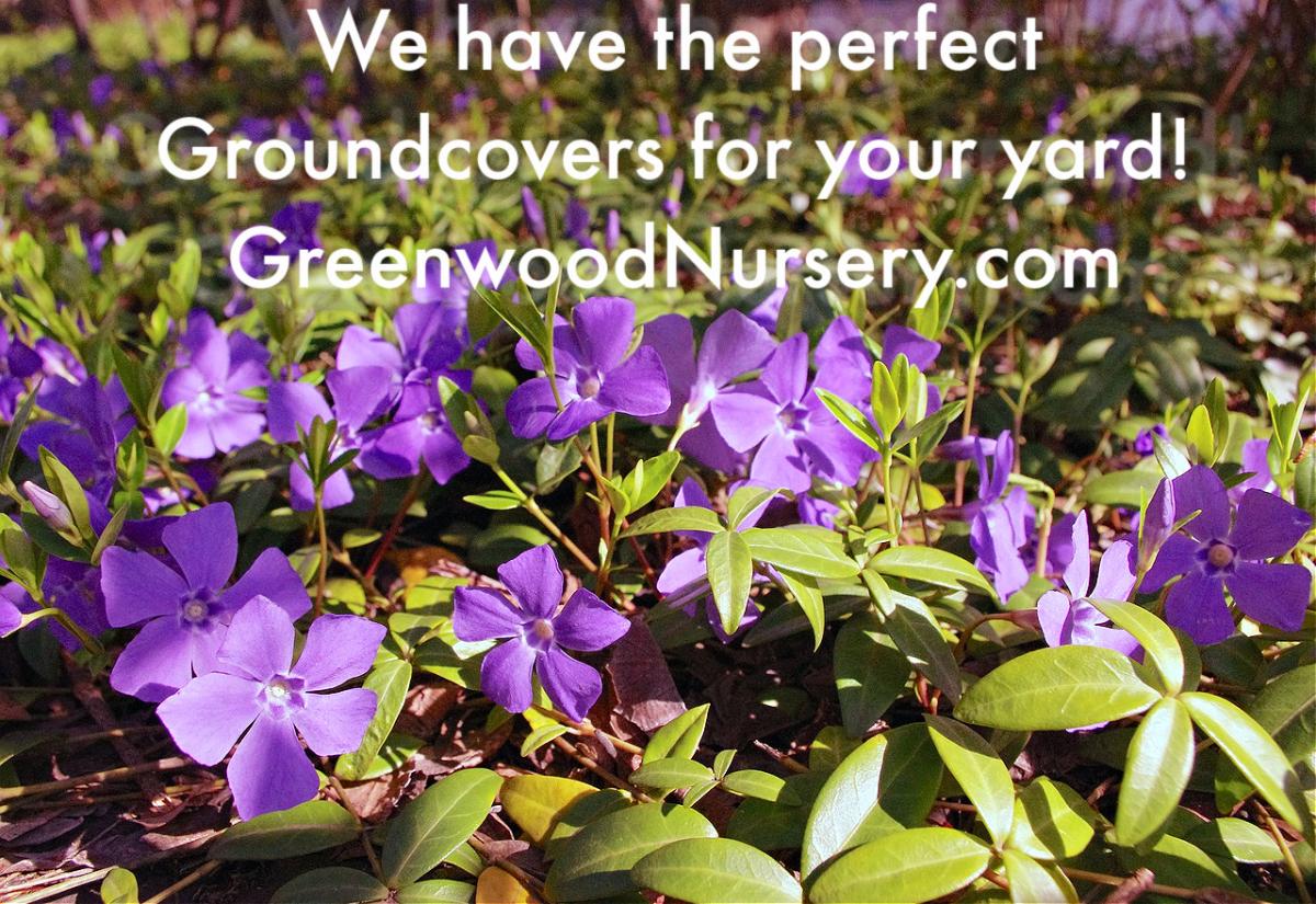 groundcover plants, ground covers, evergreen perennial ground covers,