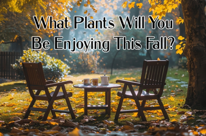 Perennial plants for fall color magic to enjoy