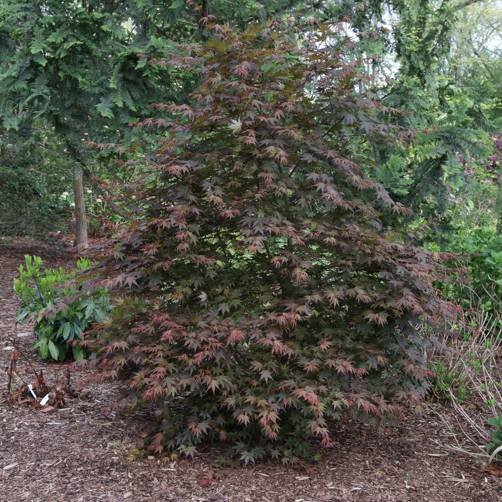 Japanese Maple Hot Chana