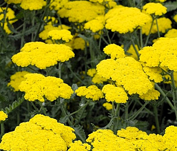 Achillea Moonshine Yarrow