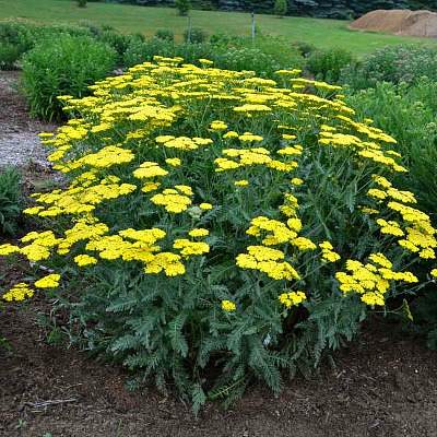 Achillea Sassy Summer Lemon Yarrow | Yellow Flowering Perennials