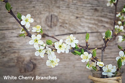 Branches for Forcing Wholesale