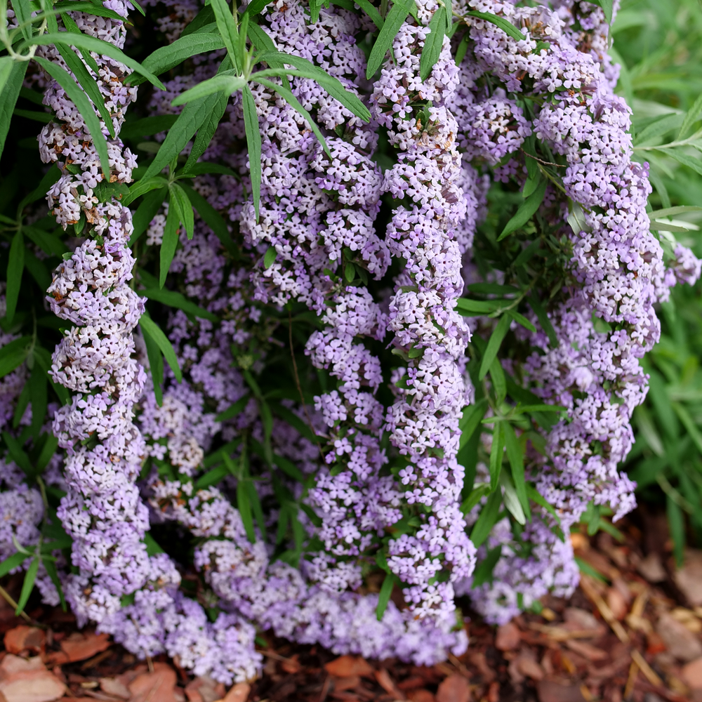 Mop Top Butterfly Bush | Greenwood Nursery