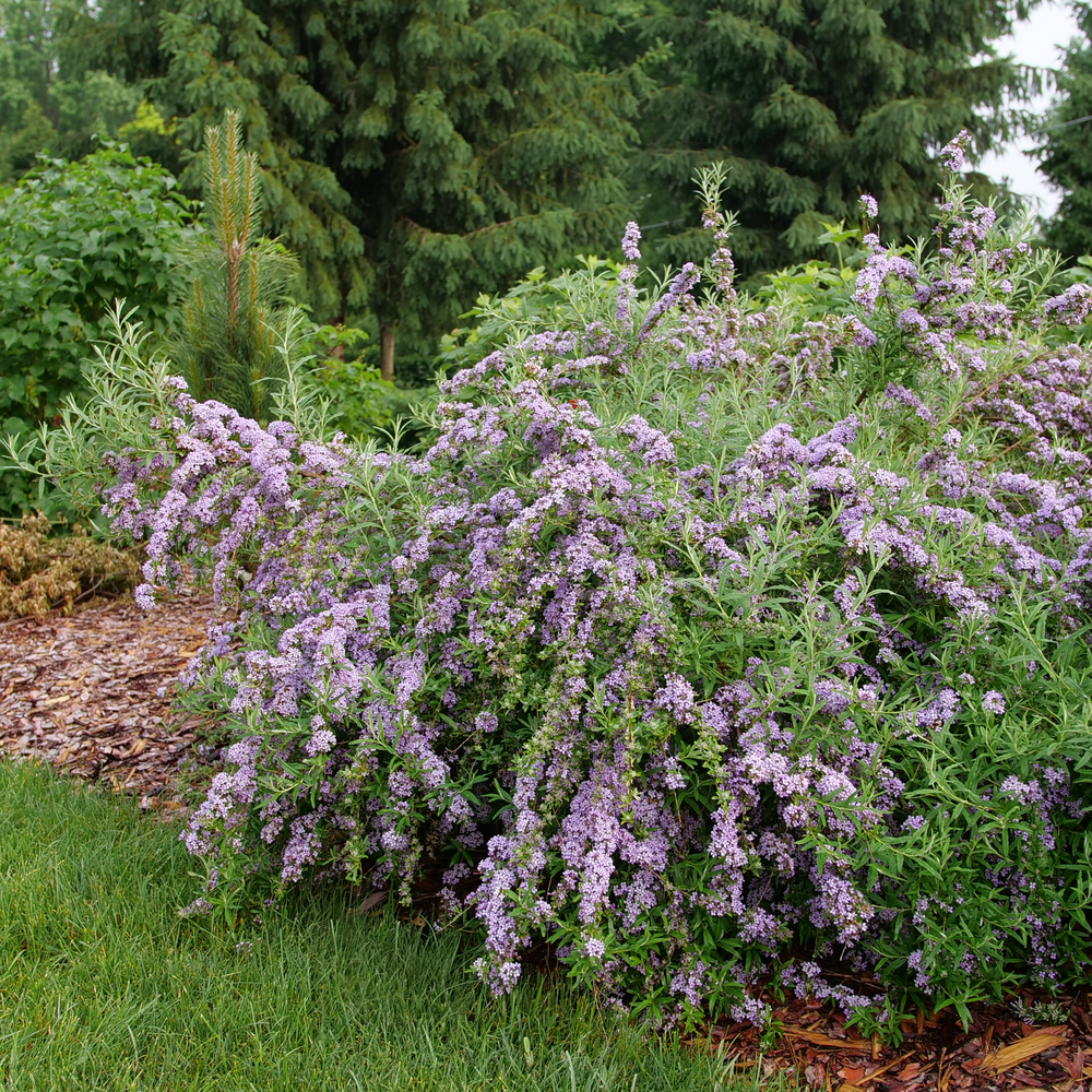 Mop Top Butterfly Bush | Greenwood Nursery