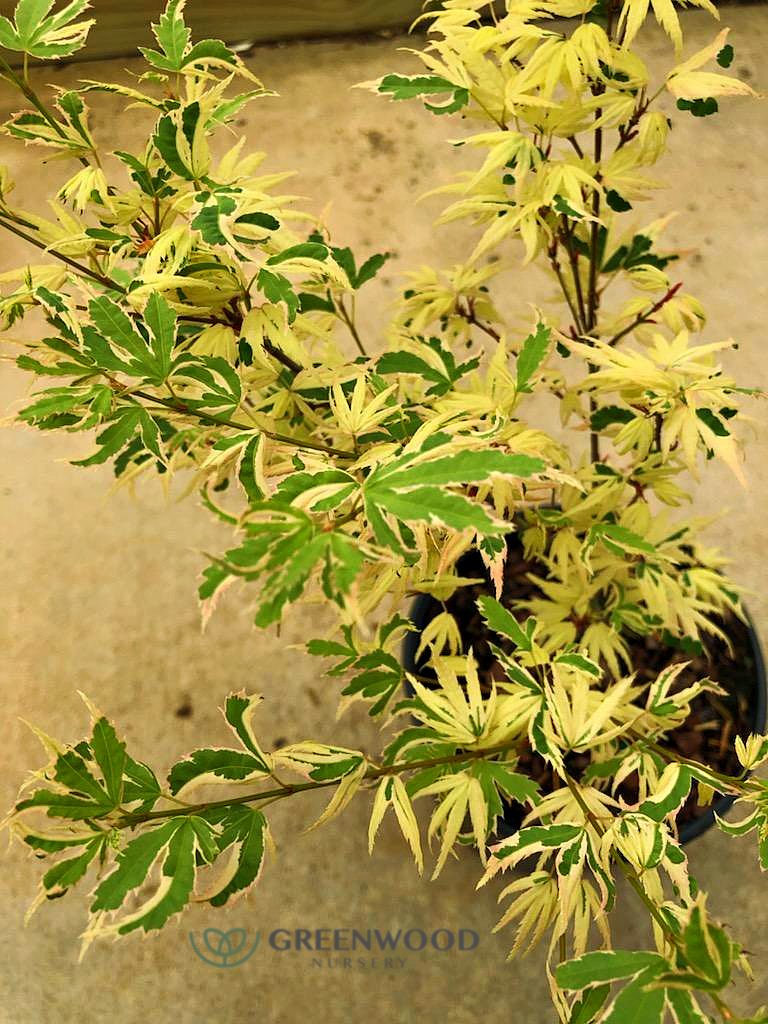 Japanese Butterfly Maple
