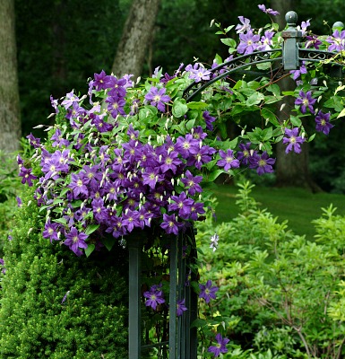 purple flowering jackmanii clematis grow on an arbor