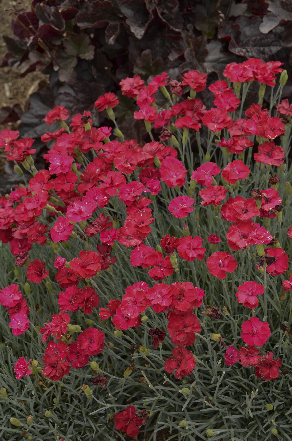 Dianthus Frosty Fire