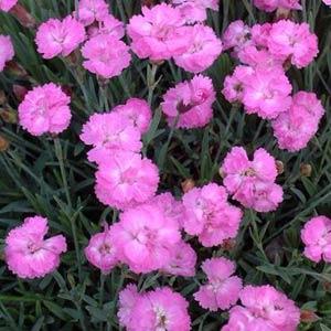 Dianthus Tiny Rubies | Small Growing Perennials