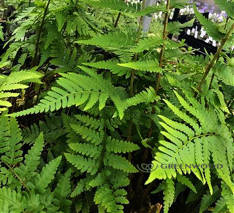 Dixie Wood Fern | Greenwood Nursery