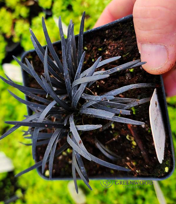 Dwarf Black Mondo Grass | Greenwood Nursery