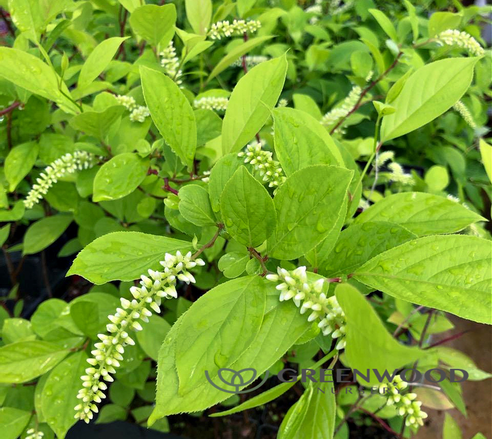 Itea Henry's Garnet Sweetspire | Greenwood Nursery