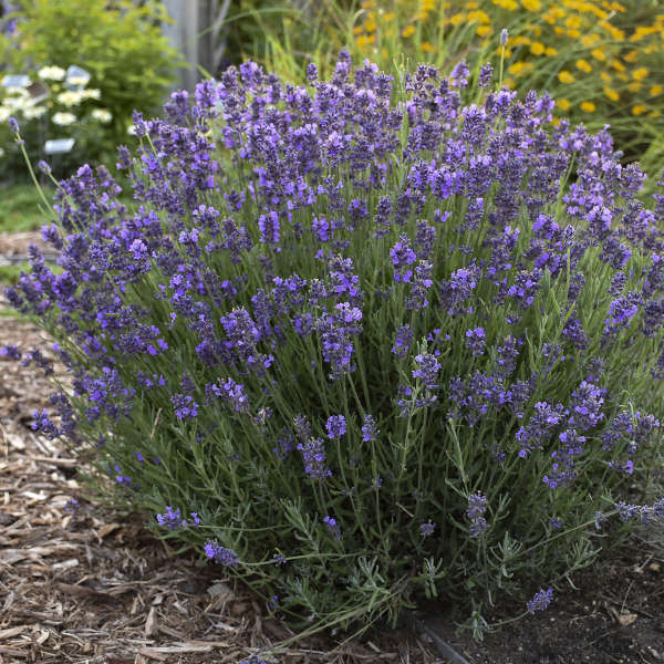 Hidcote Blue Lavender | English Lavender