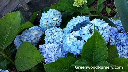 Changing Hydrangea from Pink to Blue