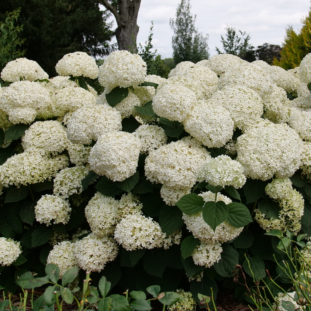 Hydrangea Incrediball Storm Proof