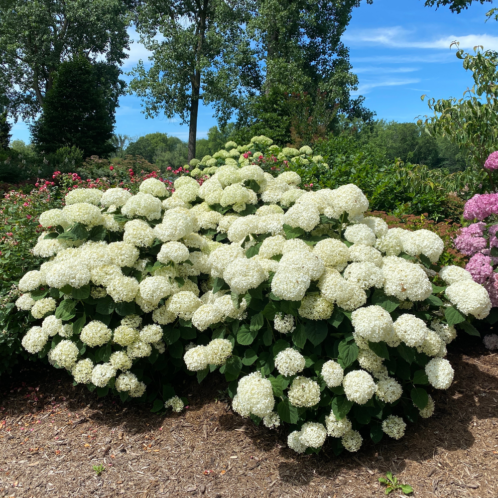 Hydrangea Incrediball Storm Proof