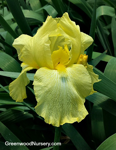Iris 'Harvest of Memories' Yellow