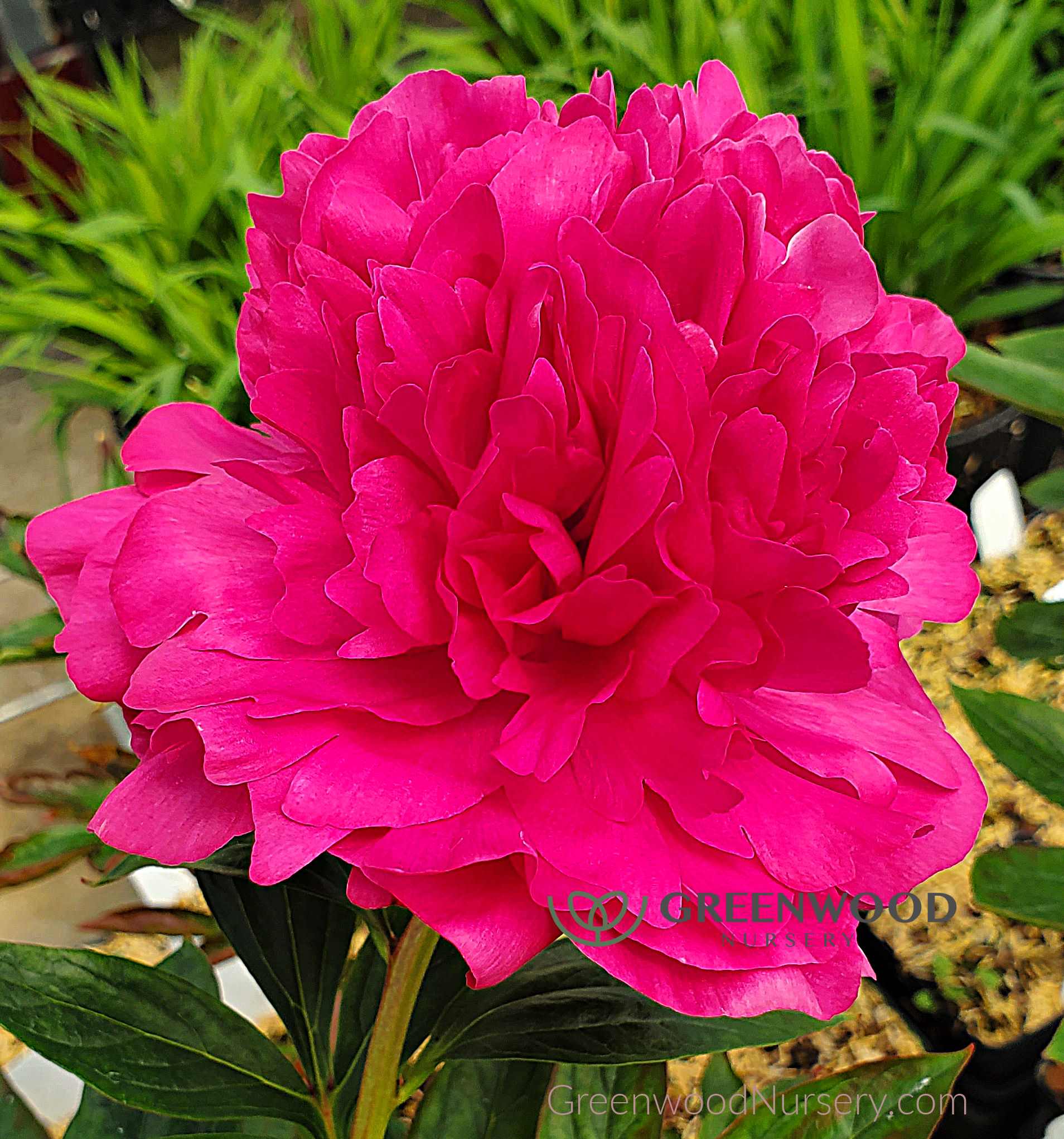 Kansas Double Red Peony | Greenwood Nursery