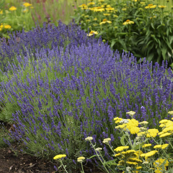 Hidcote Blue Lavender | English Lavender