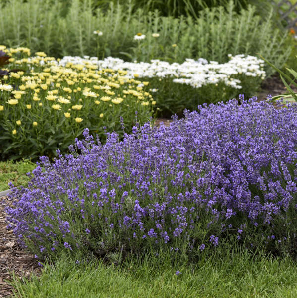 Munstead Lavender Plants | English Lavender