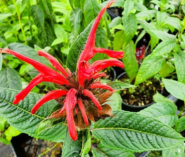 Monarda Jacob Cline - Bee Balm