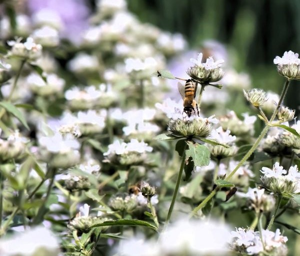 Mountain Mint (Pycnanthemum muticum) | 2025 Perennial Plant of the Year