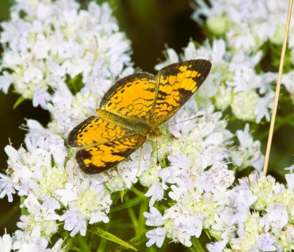 Mountain Mint (Pycnanthemum muticum) | 2025 Perennial Plant of the Year