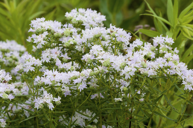 Mountain Mint (Pycnanthemum muticum) | 2025 Perennial Plant of the Year