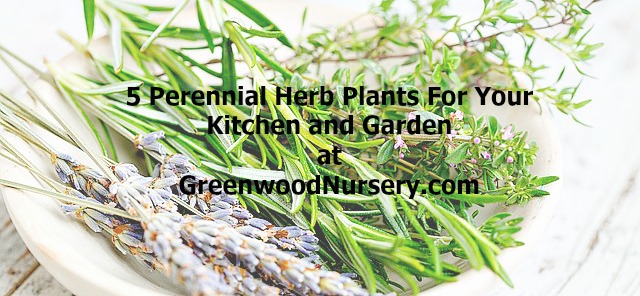 kitchen herbs, perennial garden herbs, cut herbs, culinary herbs