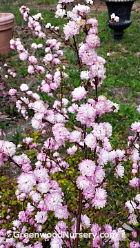 Pink Flowering Almond