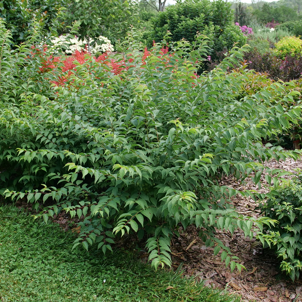 Easy As Pie Bush Fruiting Cherry