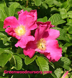 Rugosa Rose Red Bushes