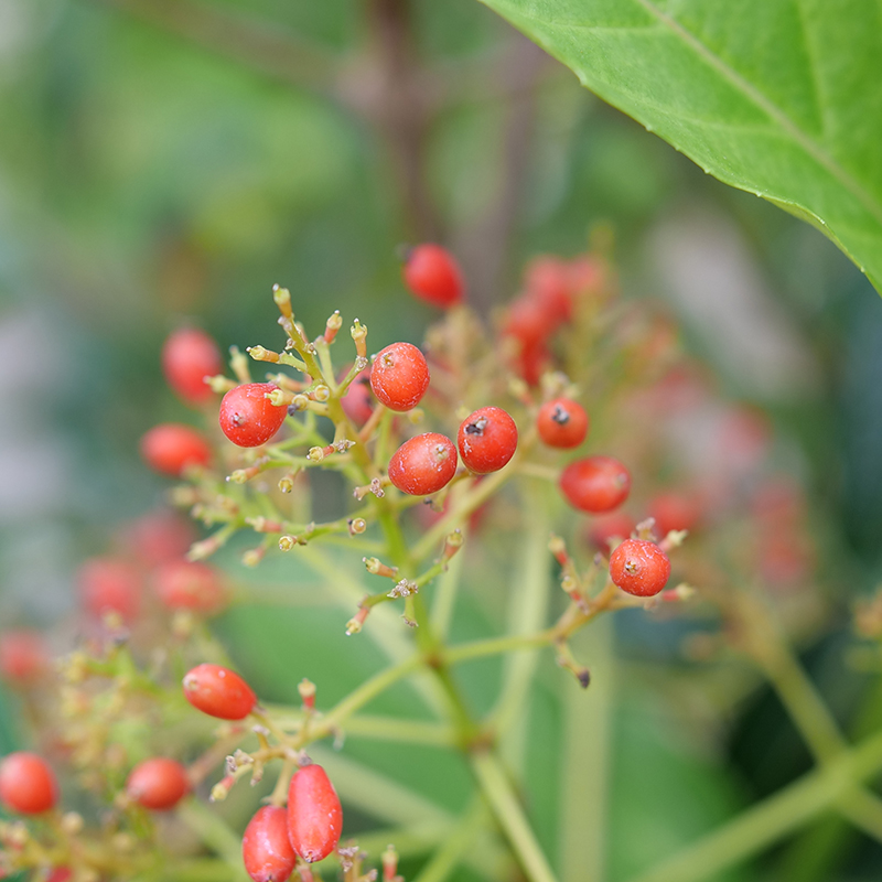 Yardline Viburnum