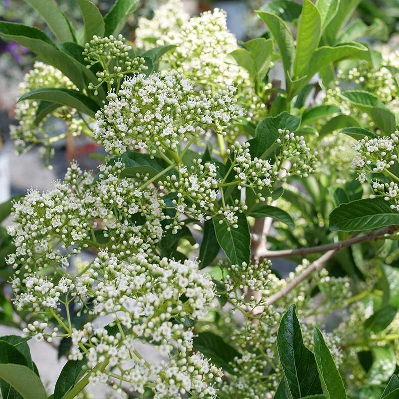 Yardline Viburnum